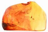 Four Fossil Biting Midges (Ceratopogonidae) in Baltic Amber #367466-1